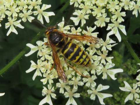 Image of median wasp