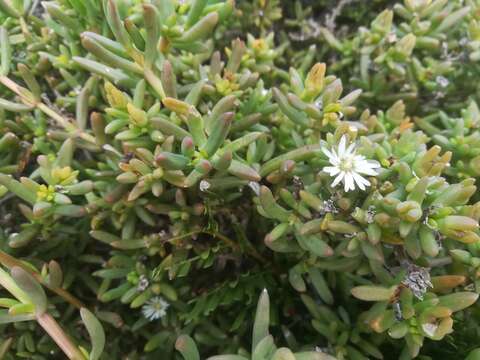 Image of Delosperma truteri Lavis