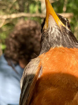 Image of Turdus migratorius migratorius Linnaeus 1766