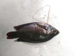 Image of Banded gourami