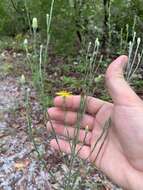 Image of <i>Pityopsis <i>graminifolia</i></i> var. graminifolia