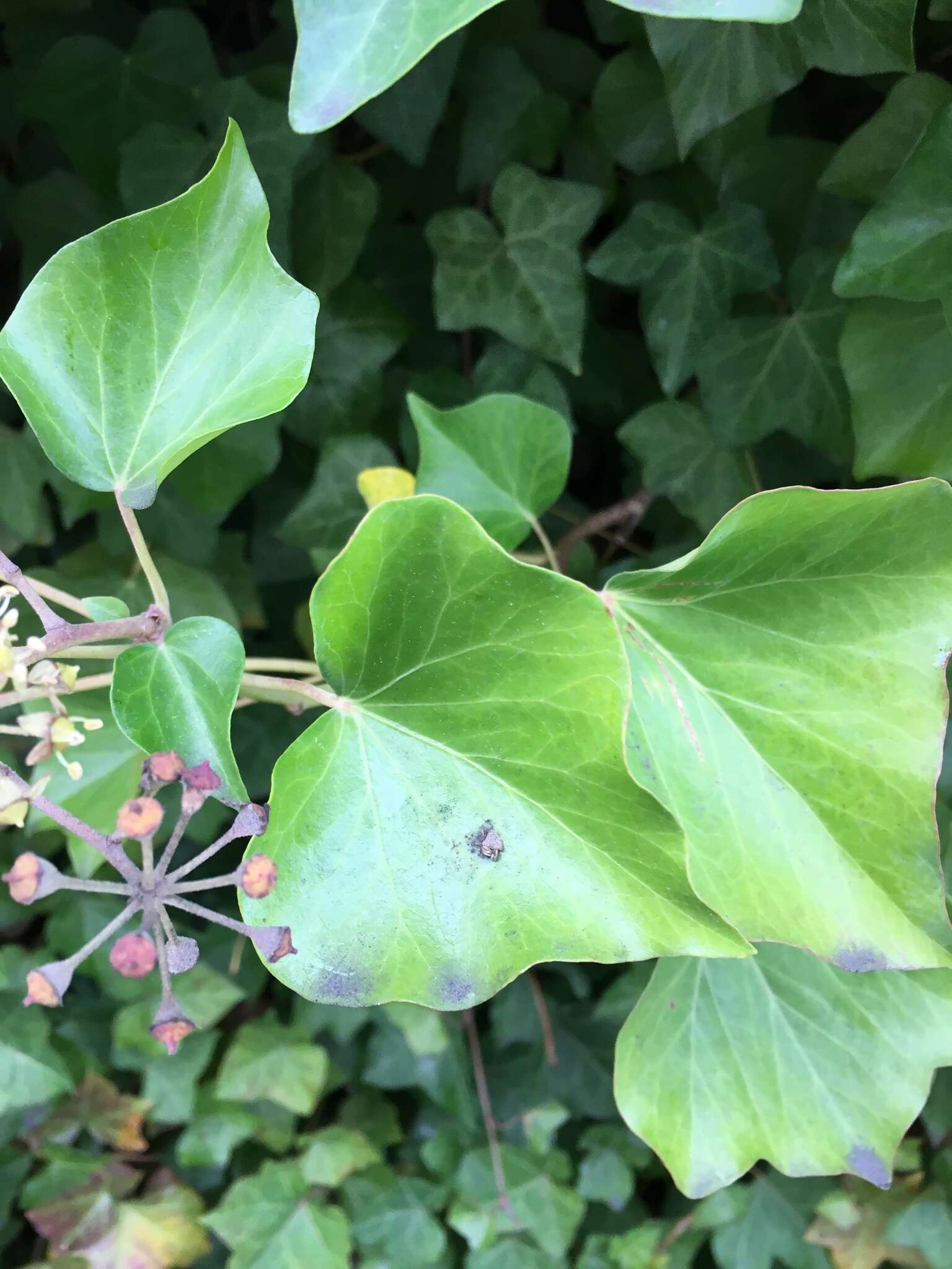 صورة Hedera hibernica Poit.