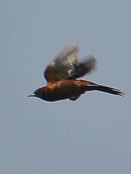 Image of Orchard Oriole