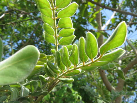 Слика од Sophora tomentosa subsp. occidentalis (L.) Brummitt