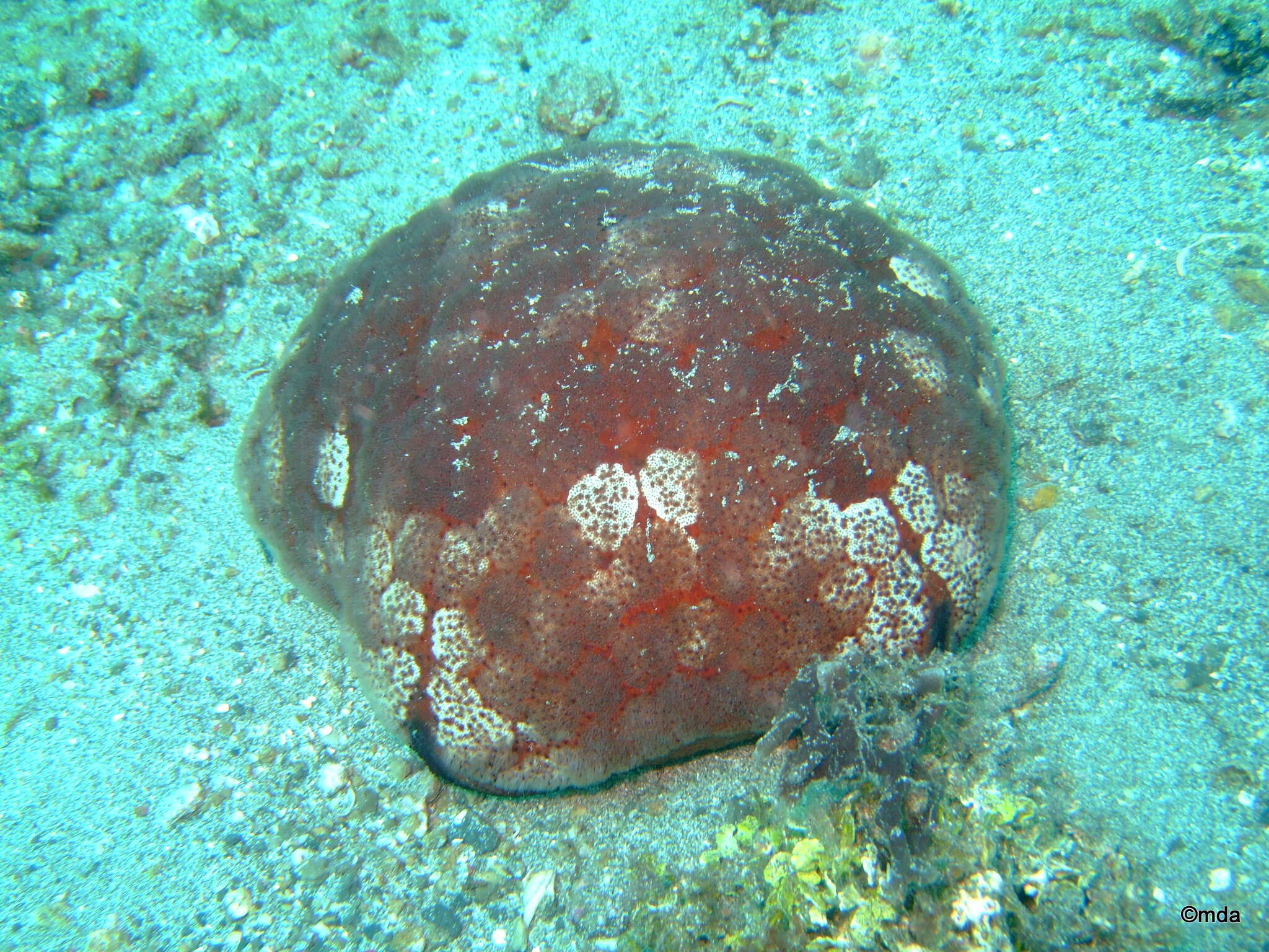 Image of Cushion star