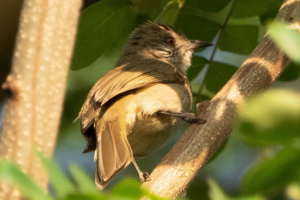 Image of Ayeyarwady Bulbul