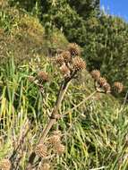 Eryngium humboldtii Delar. resmi