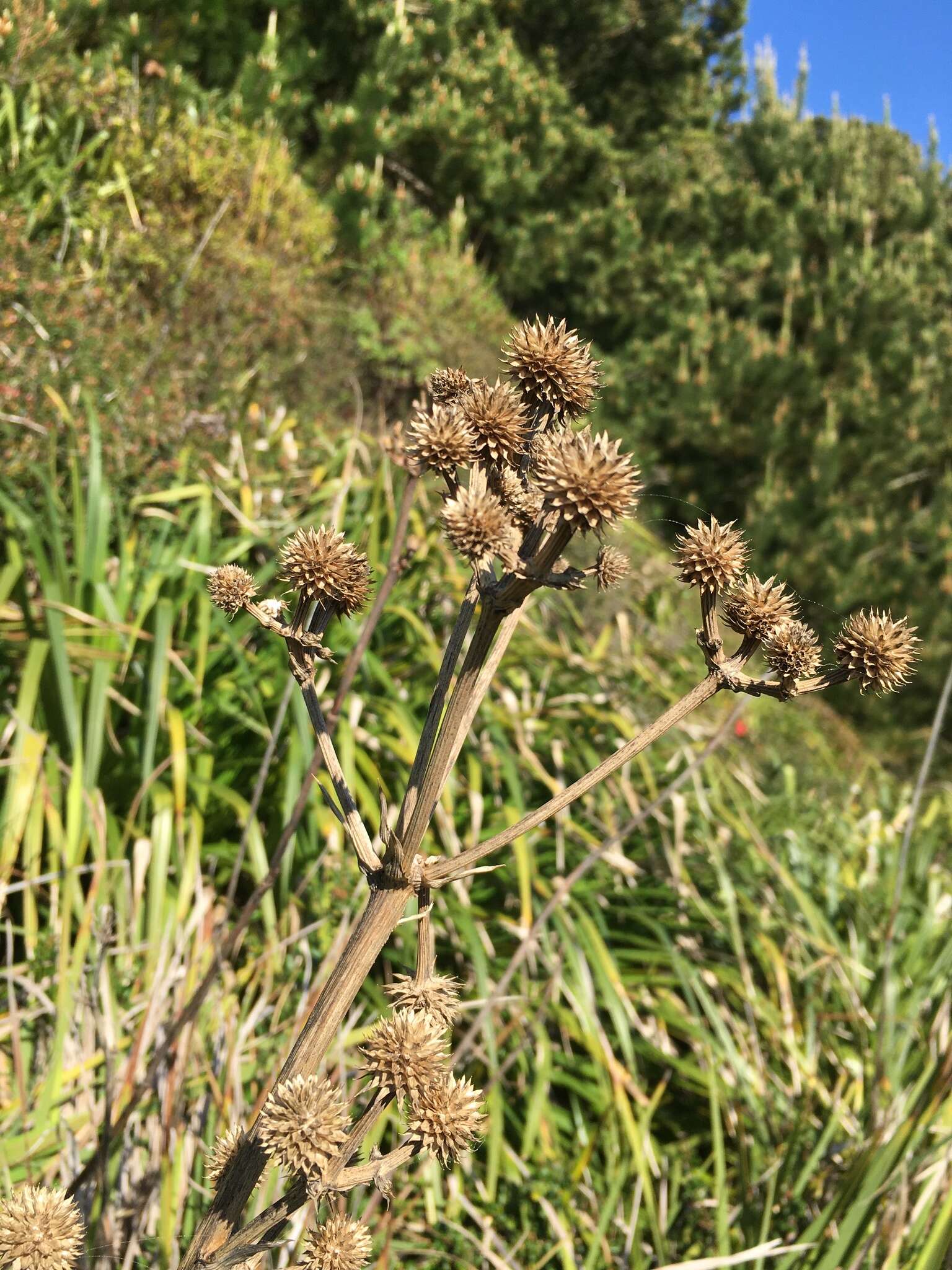 Imagem de Eryngium humboldtii Delar.