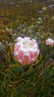 Imagem de Protea speciosa (L.) L.