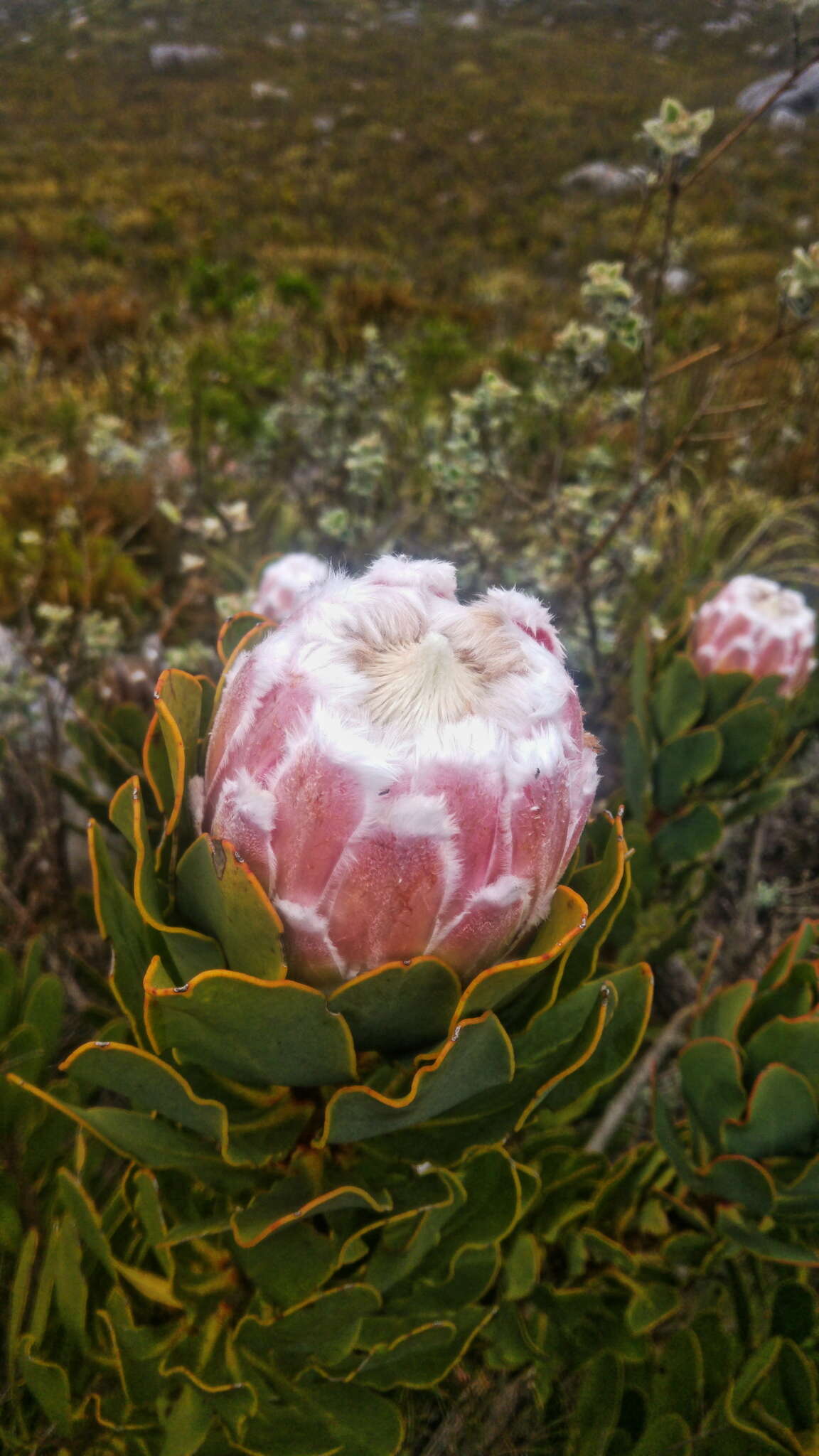 Imagem de Protea speciosa (L.) L.