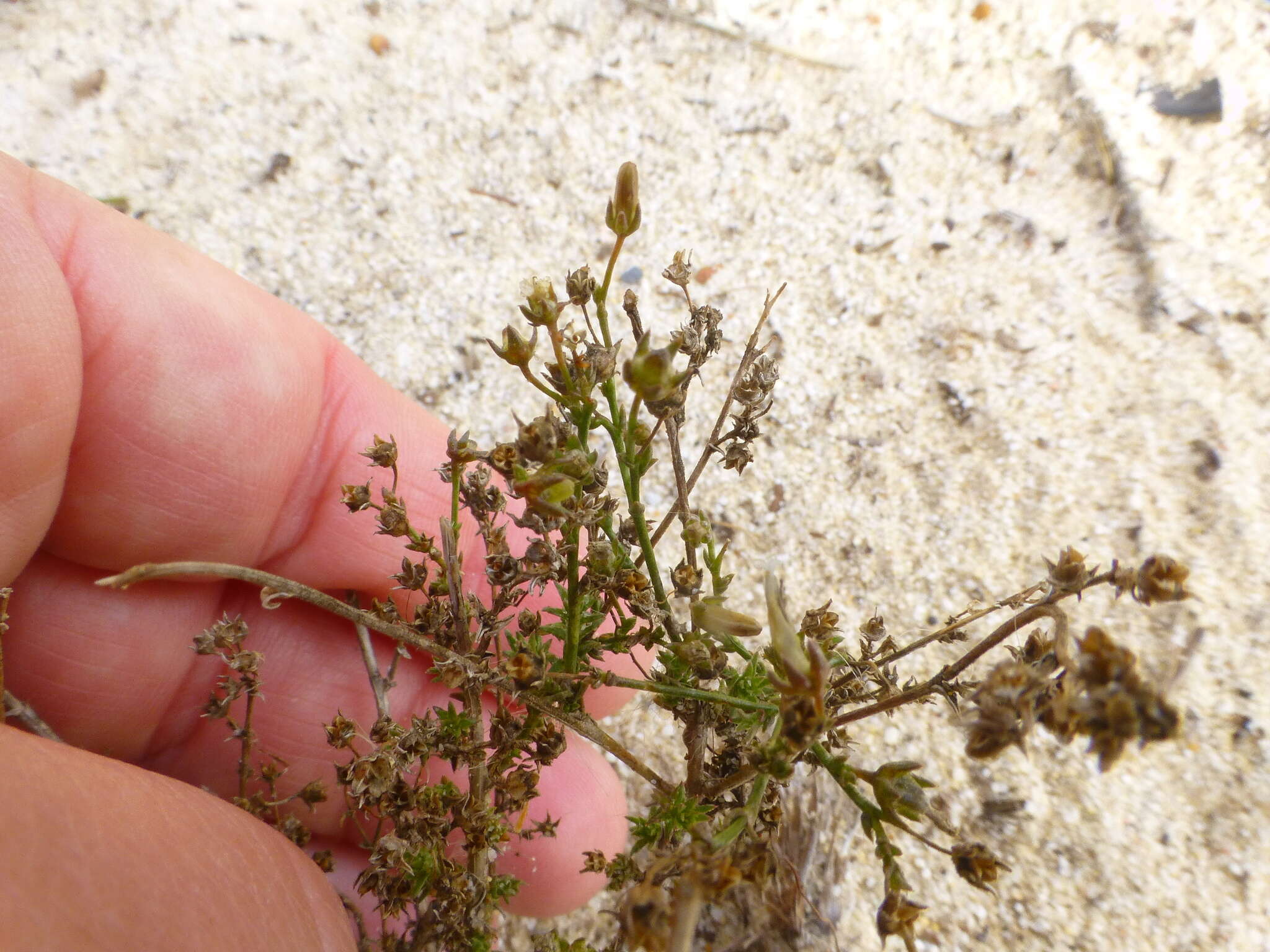 صورة Wahlenbergia adpressa (L. fil.) Sond.