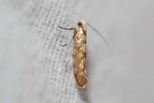 Image of Argyresthia alternatella Kearfott 1908