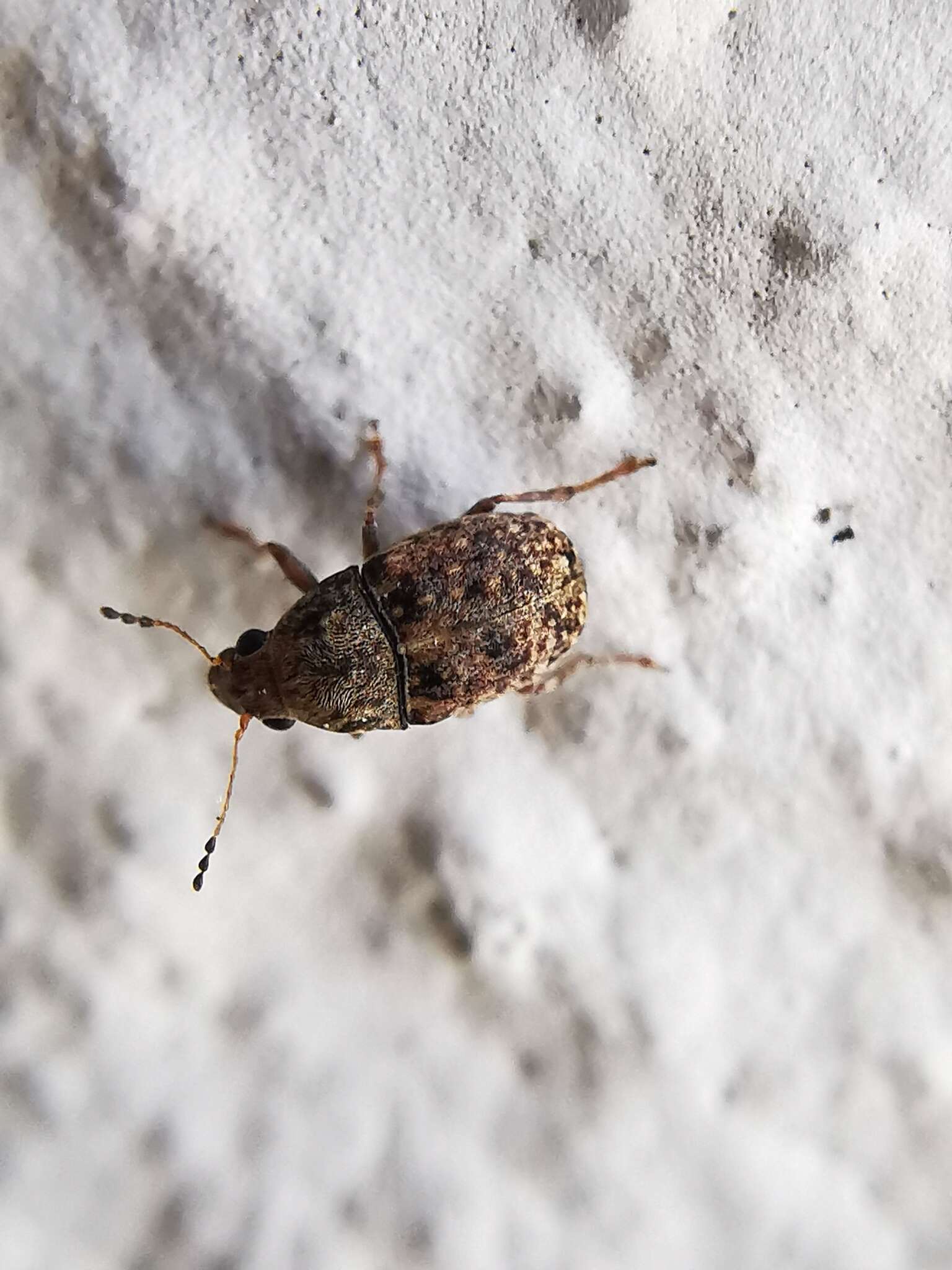 Image of Coffee Bean Weevil