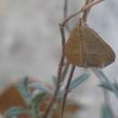 Image of Evergestis mundalis Guenée 1854