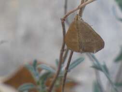 Image of Evergestis mundalis Guenée 1854