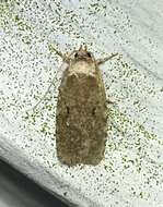 Image of Agonopterix curvilineella Beutenmüller 1889