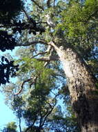 Image of Sickle-leaved Yellowwood