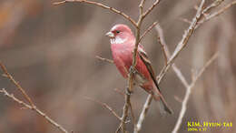 Imagem de Carpodacus roseus (Pallas 1776)