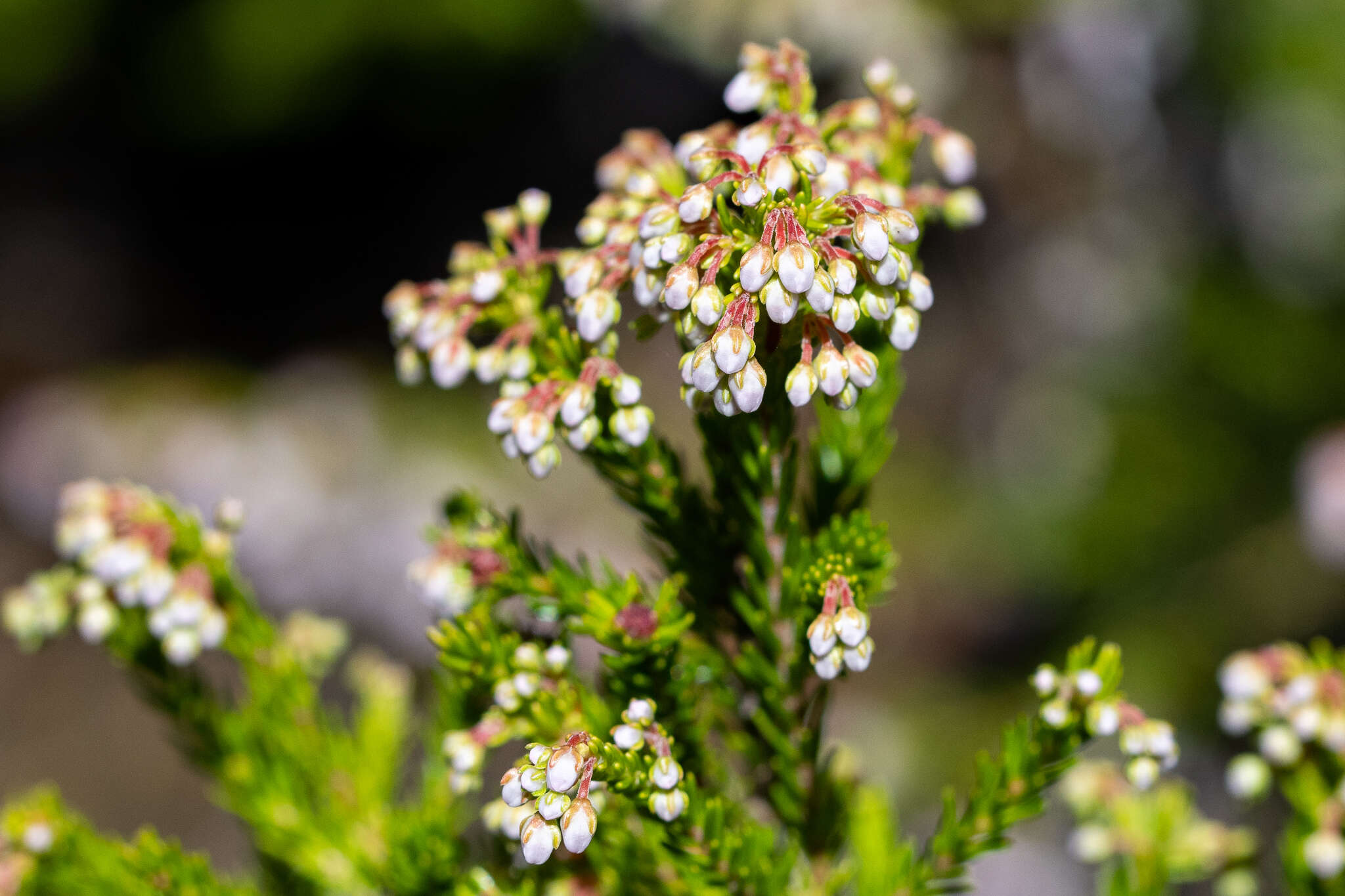 Image of Erica curvirostris var. curvirostris