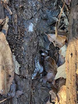 Plancia ëd Ambystoma mabeei Bishop 1928