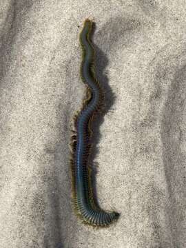 Image of Clam Worm