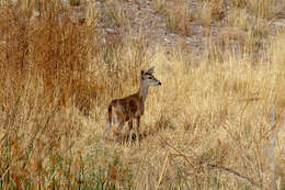 Image of Odocoileus virginianus carminis Goldman & Kellog 1940