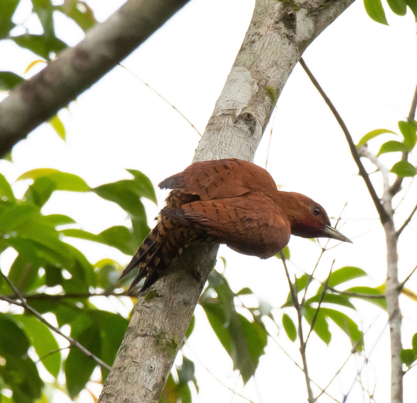 Image of Cinnamon Woodpecker