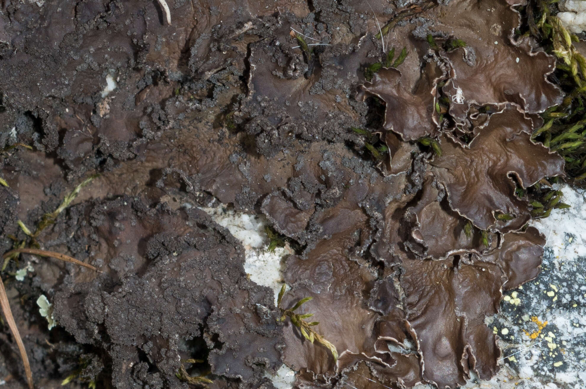 Image of Powdery kidney lichen