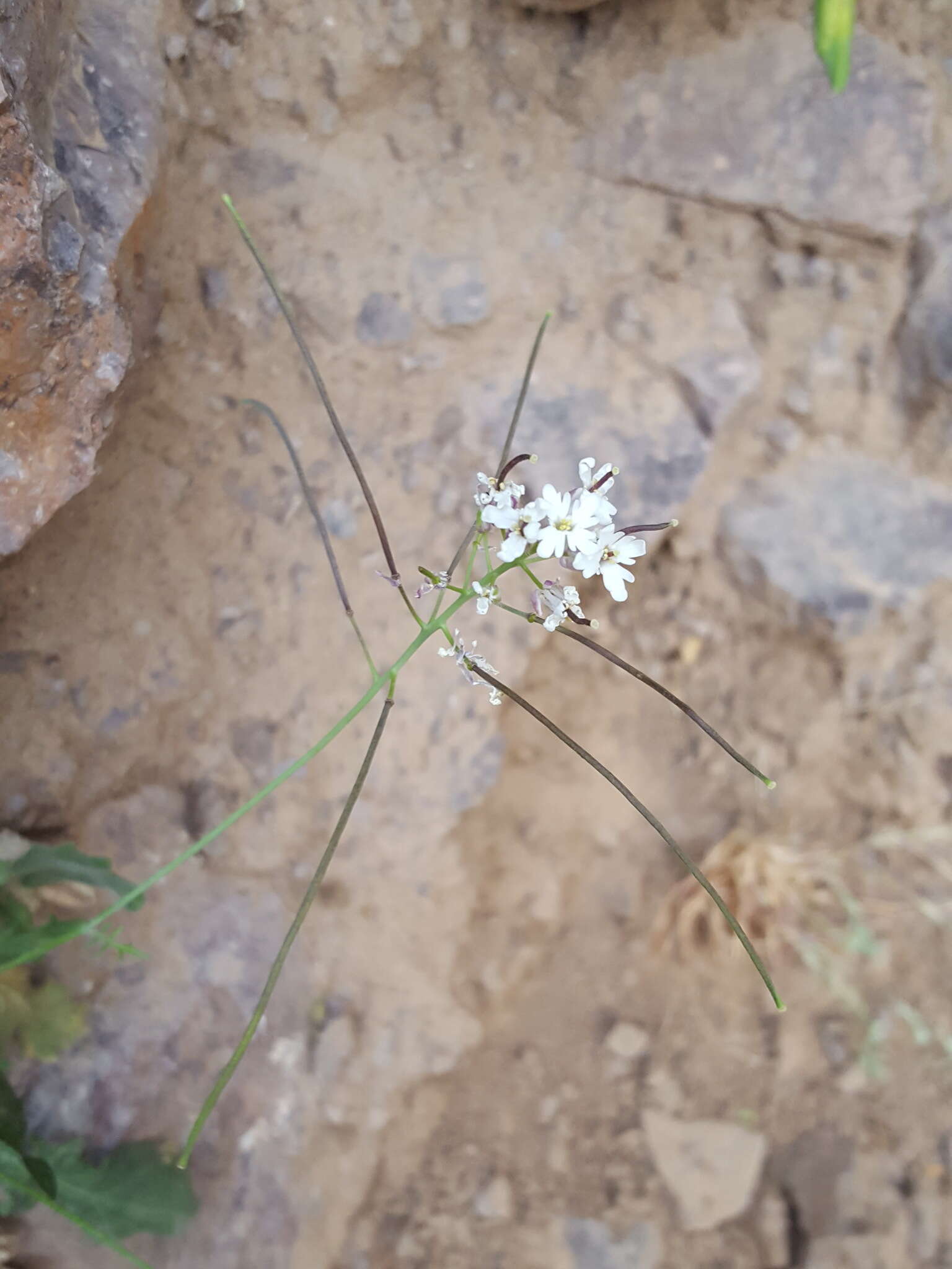 Plancia ëd Dryopetalon runcinatum A. Gray