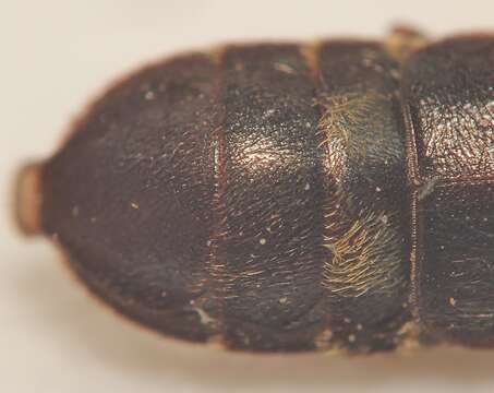 Image of Sap beetle