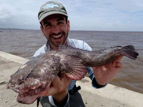 Image of Pacuma Toadfish