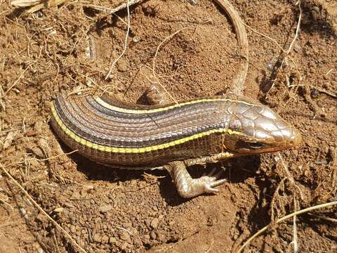 Image of Yellow-throated Plated Lizard