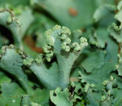 Image of Parmotrema perlatum (Huds.) M. Choisy