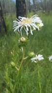 Image of Prickly Grass-Leaf-Aster