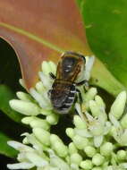 صورة Melipona fasciculata Smith 1854