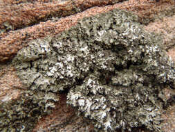 Image of hispid wreath lichen