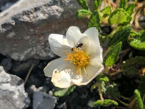 Imagem de Dryas octopetala L.