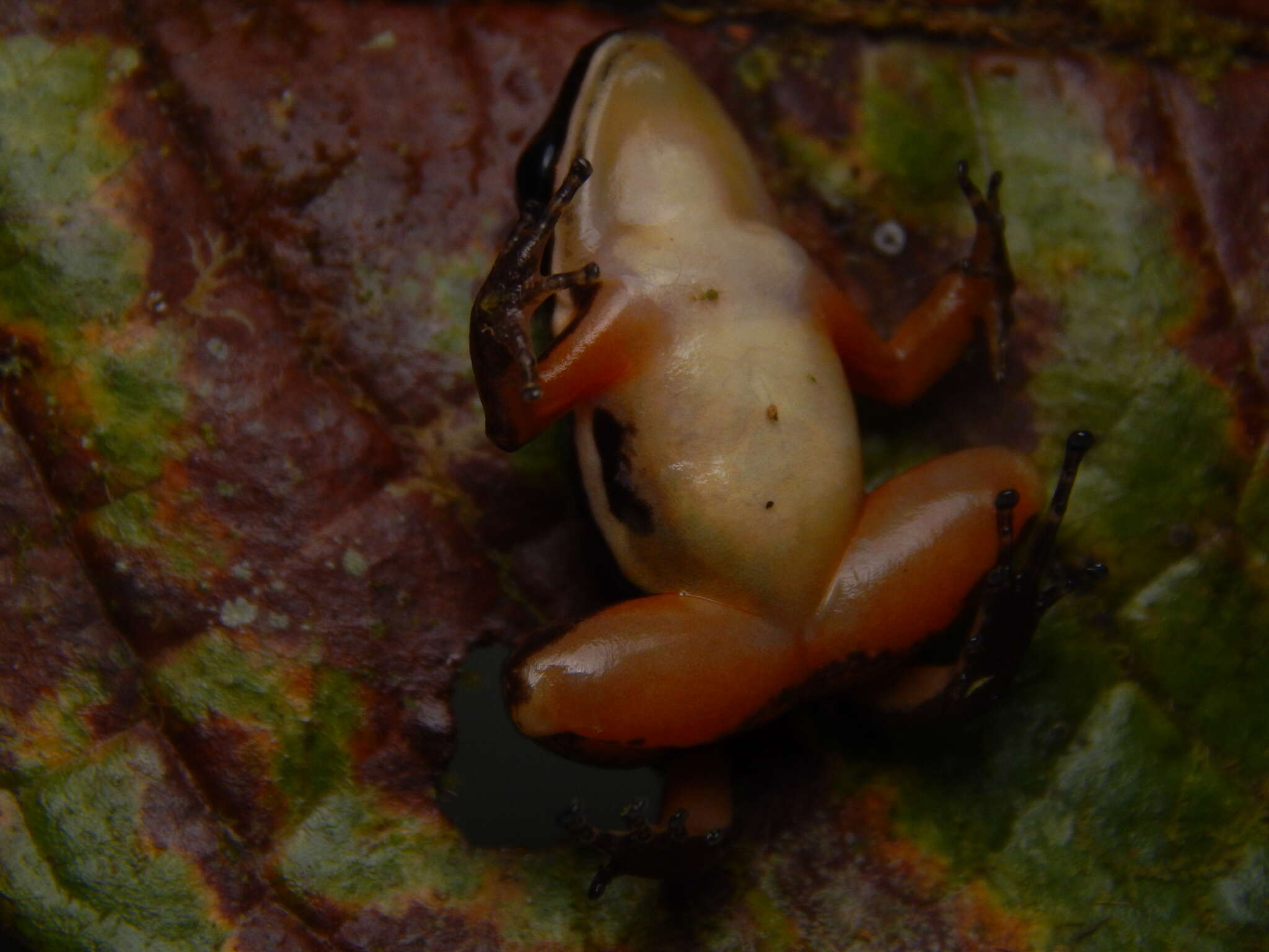 Image of Silverstoneia nubicola (Dunn 1924)