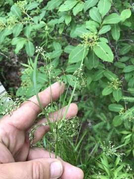 Sivun Scirpus atrocinctus Fernald kuva