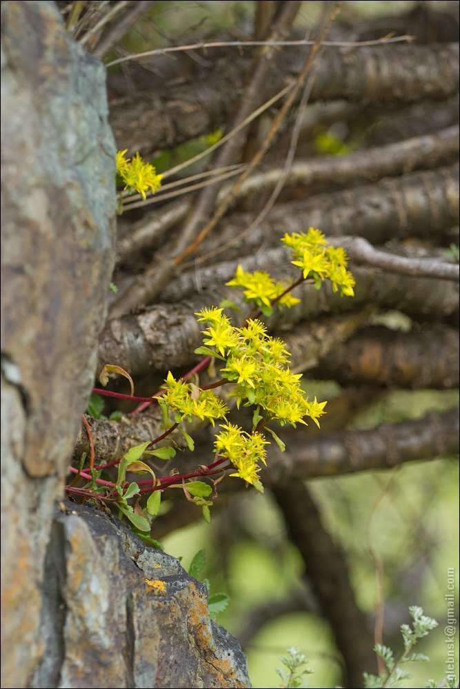 Image of hybrid stonecrop