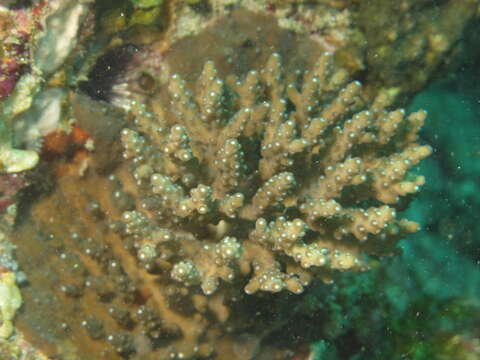 Image of Acropora nana (Studer 1879)