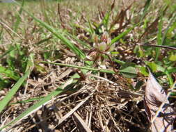 Image of Carolina clover