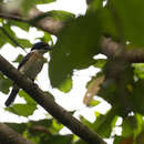 Image of Rufous-lored Kingfisher