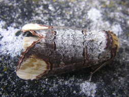 Image of Buff-tip