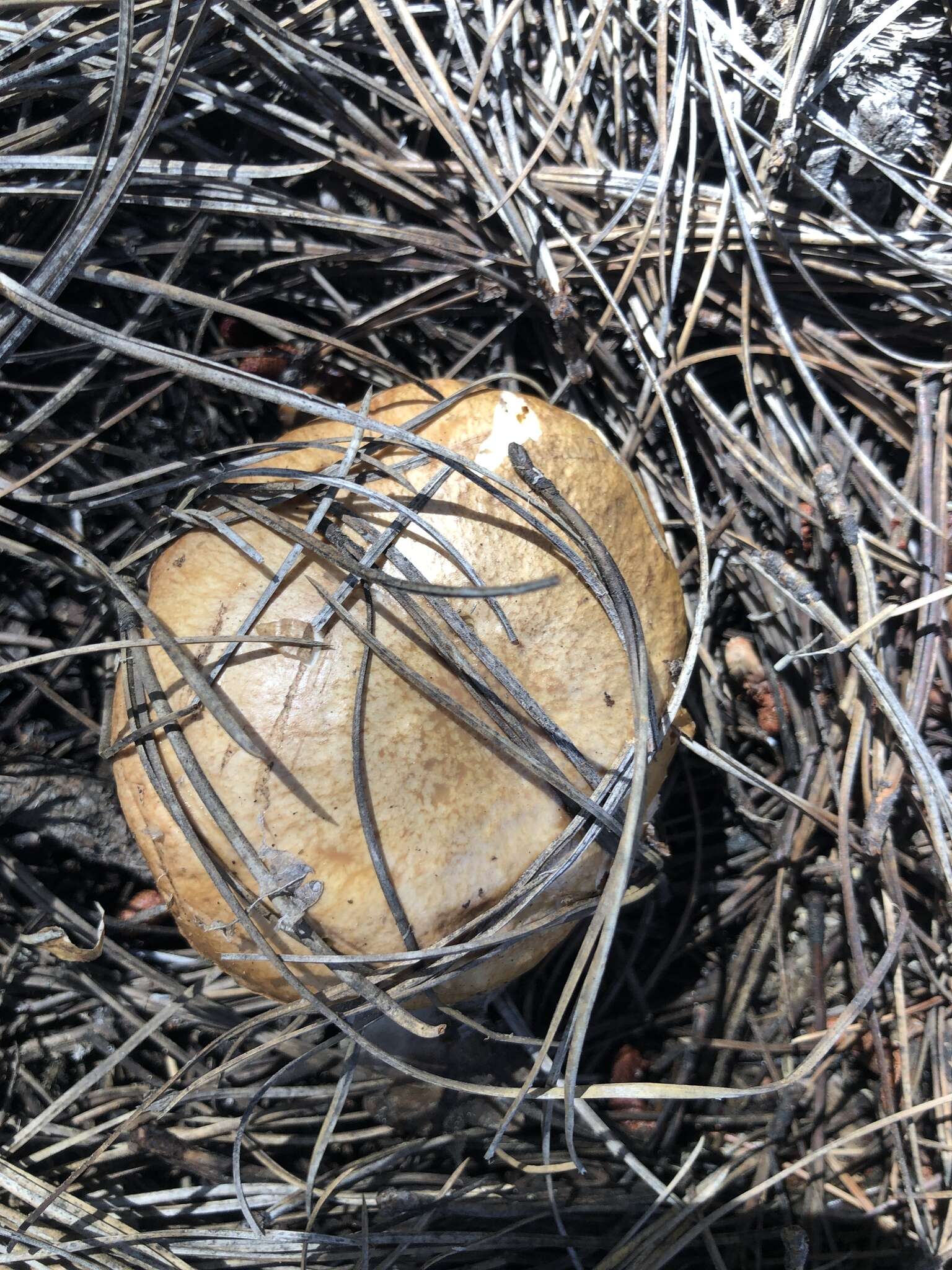 Plancia ëd Suillus occidentalis Thiers 1976