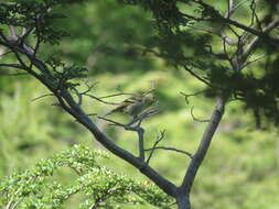 Image of Black-chinned Siskin