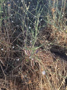 Image of Cephalaria joppensis (Rchb.) Coult.