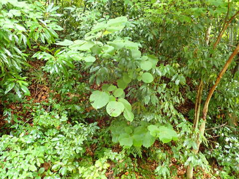 Image of Styrax obassia Siebold & Zucc.