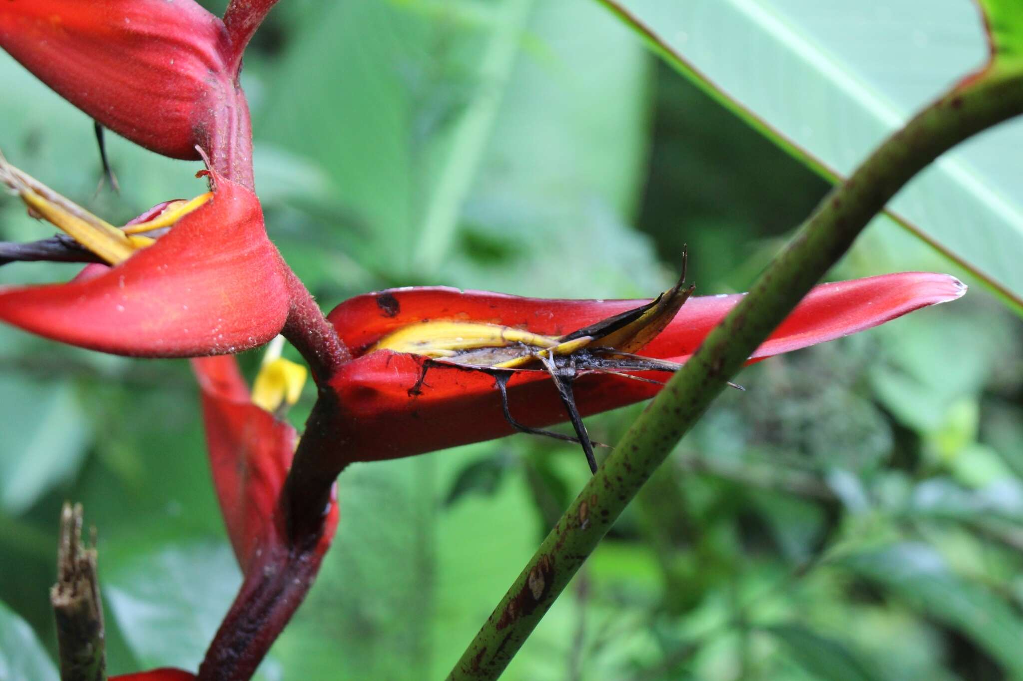 Image de Heliconia tortuosa Griggs