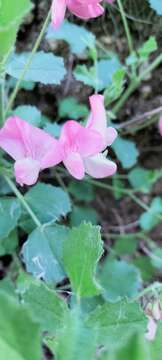 Image of Ononis rotundifolia L.